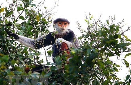 Ngắm Voọc chà vá chân nâu - 'nữ hoàng' của các loài linh trưởng