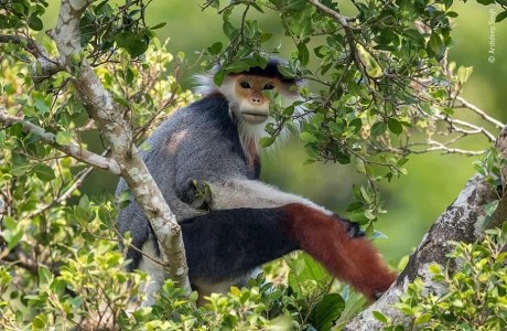 `Voọc trên cành cây' khu bảo tồn thiên nhiên Sơn Trà Việt Nam lọt top ảnh tuyệt đẹp về thế giới hoang dã 2020