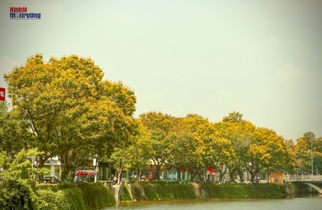 Mê mẩn với sắc vàng của hoàng điệp trải thảm trên những cung đường xứ Huế