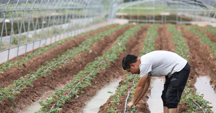 Giới trẻ Trung Quốc vỡ mộng làm giàu ở thành phố, về quê lập nghiệp
