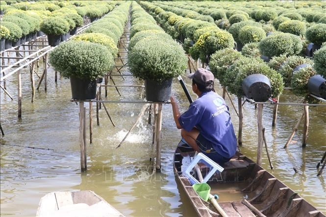 Giá hoa xuống thấp, thời tiết bất lợi khiến nhiều nhà vườn thất thu