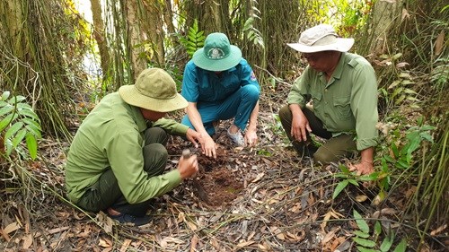 Xuân về trên vườn quốc gia U Minh Hạ