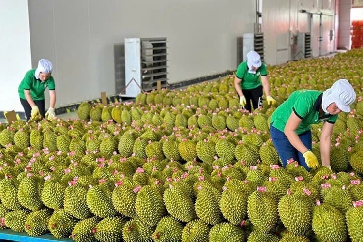 Xuất khẩu rau quả lập kỷ lục “vô tiền khoáng hậu” trong năm 2023