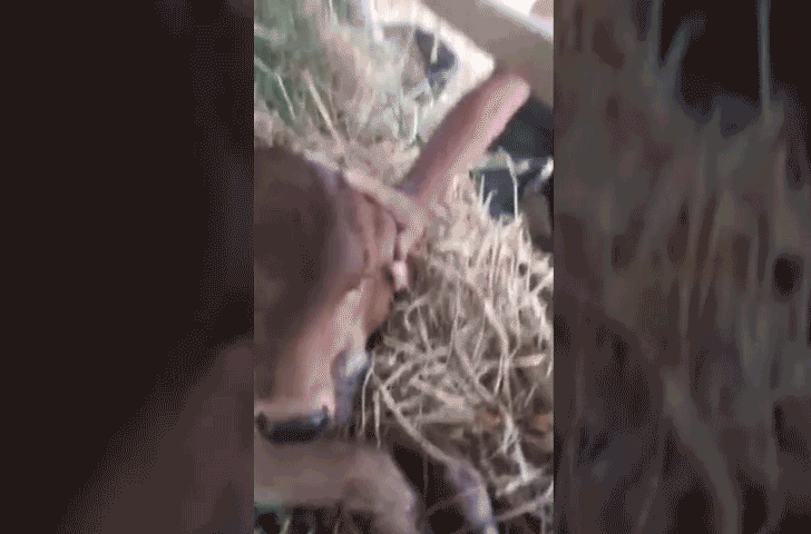 “Quái vật” bê 2 đầu xuất hiện ở Thái Lan