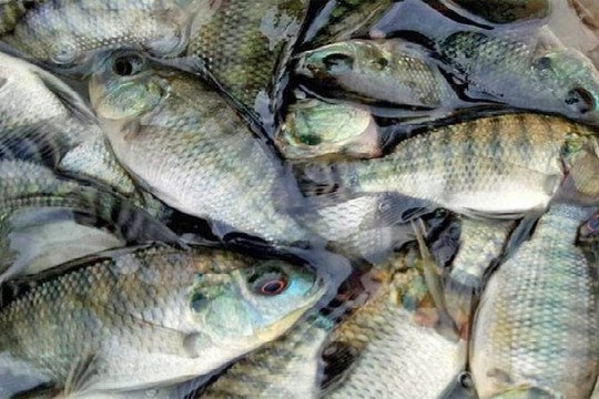 Brazil dừng nhập khẩu cá rô phi Việt Nam