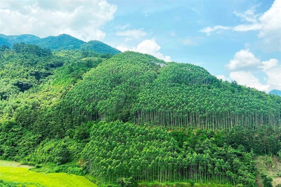 Phát triển thị trường carbon - Bài 1: Xu thế không thể đảo ngược