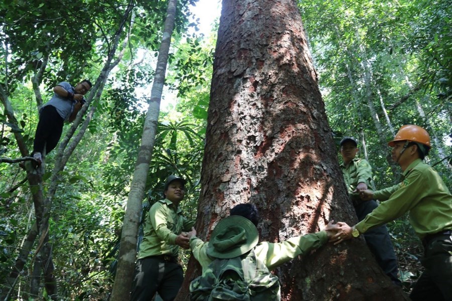 51,5 triệu USD từ bán tín chỉ carbon rừng sẽ được phân bổ ra sao?