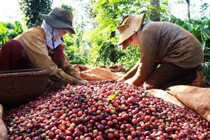 Giá cà phê tăng cao ảnh hưởng đến người tiêu dùng châu Á